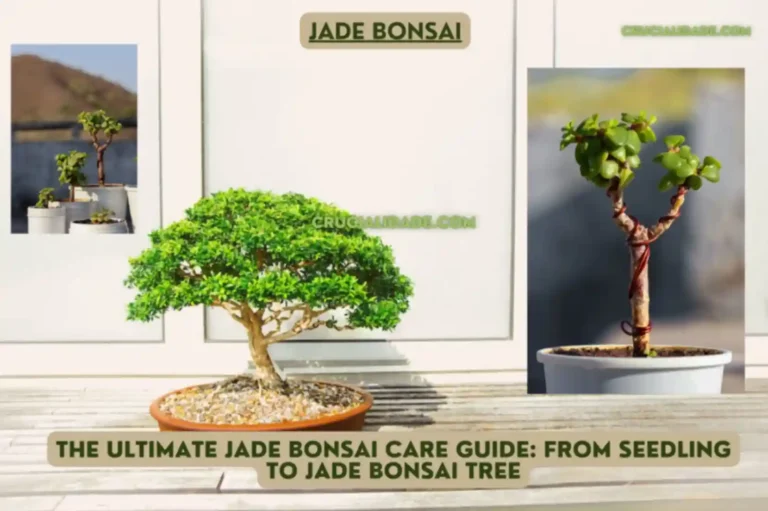 The Ultimate Jade Bonsai Care Guide: From Seedling to Jade Bonsai Tree