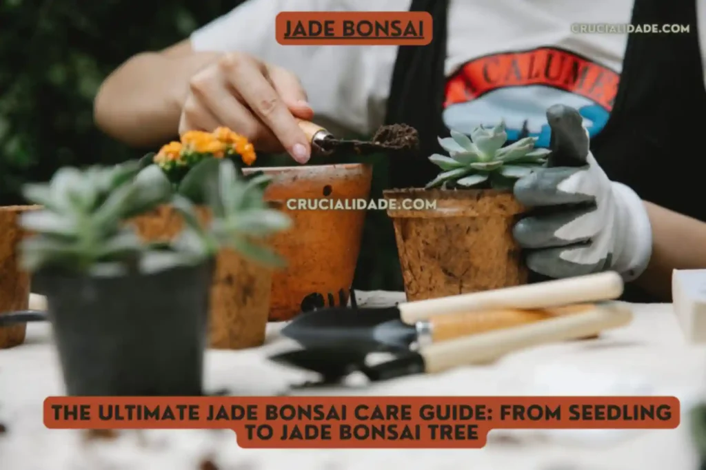 Poting Jade Bonsai