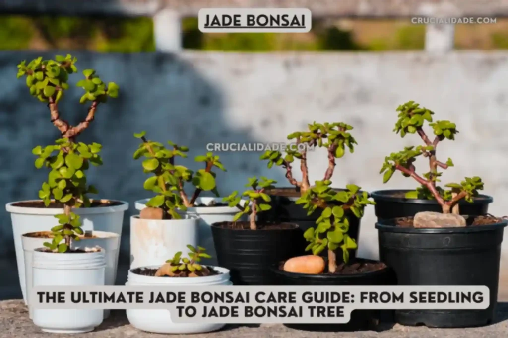 lightning Jade bonsai